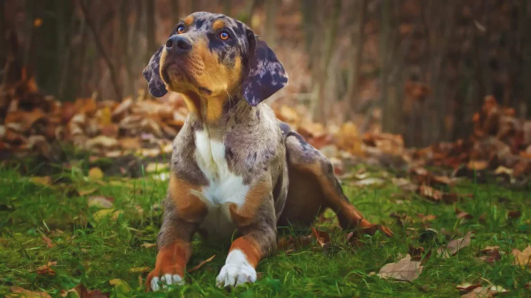 Louisiana Catahoula Leopard Dog Dog photo