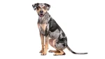 Louisiana Catahoula Leopard Dog Dog photo