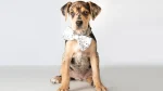 Louisiana Catahoula Leopard Dog Dog photo