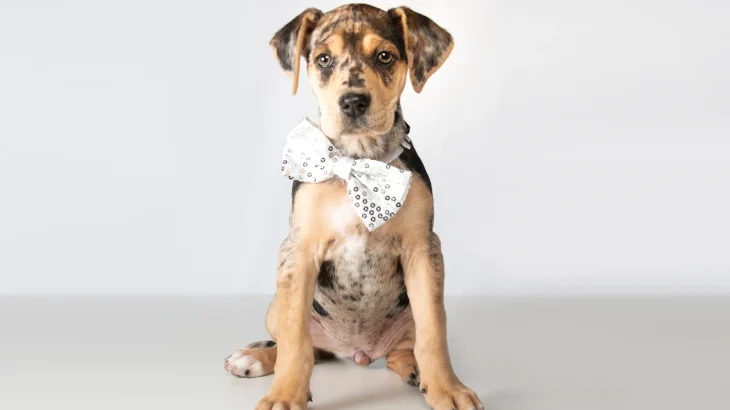 Louisiana Catahoula Leopard Dog Dog photo