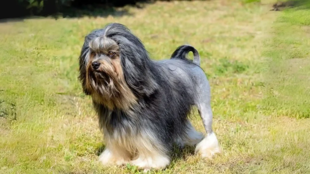 Löwchen Dog photo