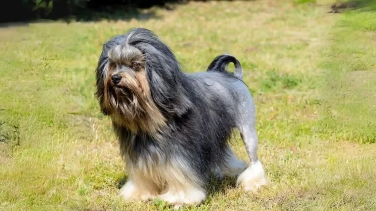 Löwchen Dog photo