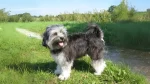 Löwchen Dog photo