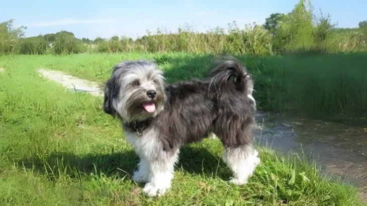 Löwchen Dog photo
