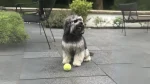 Löwchen Dog photo