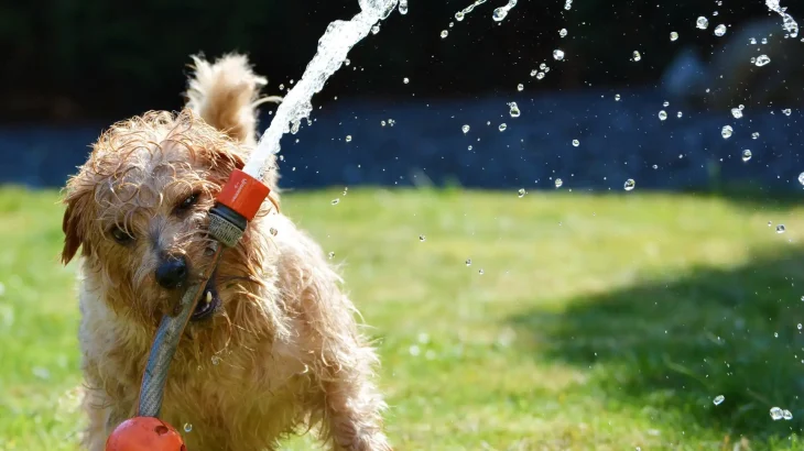 Lucas Terrier Dog photo