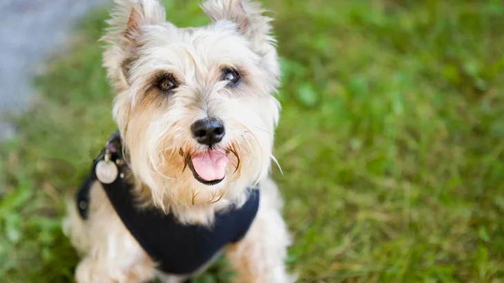 Lucas Terrier Dog photo