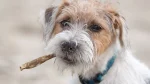Lucas Terrier Dog photo