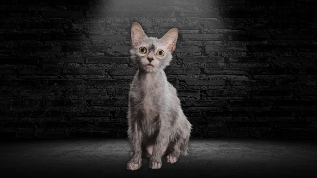 Lykoi Cat photo