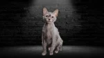 Lykoi Cat photo