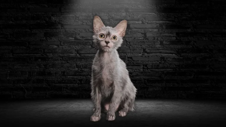 Lykoi Cat photo