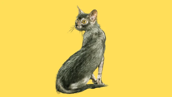 Lykoi Cat photo