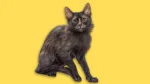 Lykoi Cat photo