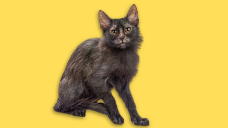Lykoi Cat photo