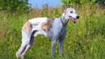 Magyar Agar Dog photo