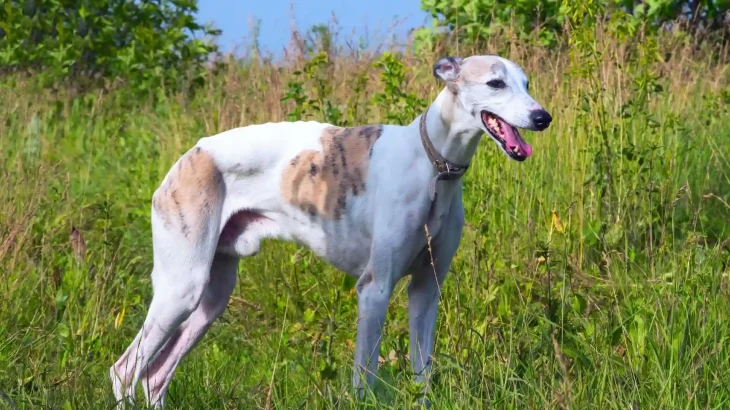 Magyar Agar Dog photo