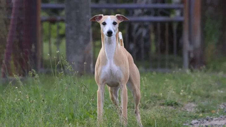 Magyar Agar Dog photo