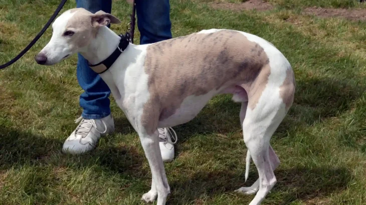 Magyar Agar Dog photo