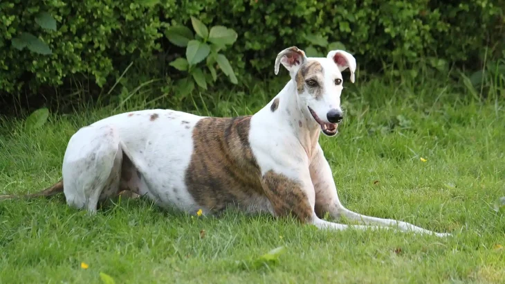Magyar Agar Dog photo