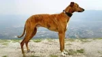Mahratta Greyhound Dog photo