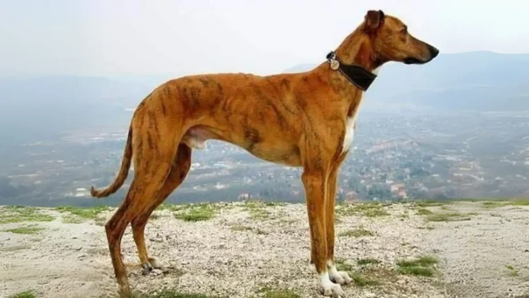 Mahratta Greyhound Dog photo