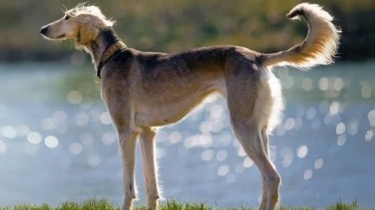 Mahratta Greyhound Dog photo