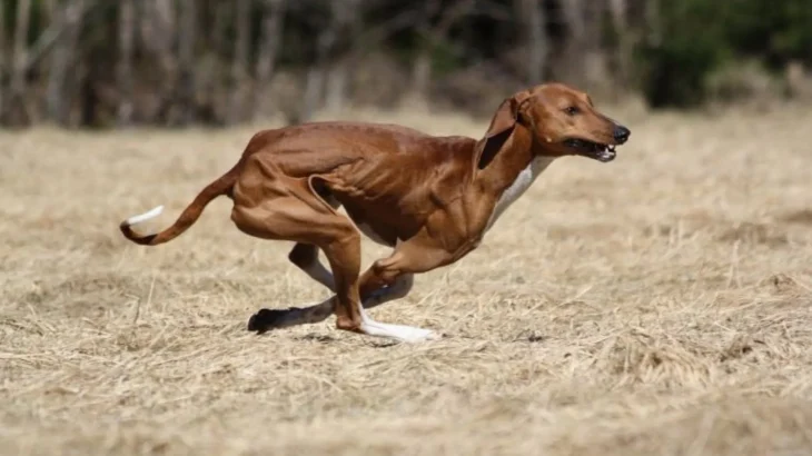 Mahratta Greyhound Dog photo