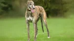Mahratta Greyhound Dog photo