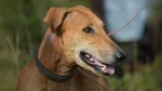 Mahratta Greyhound Dog photo
