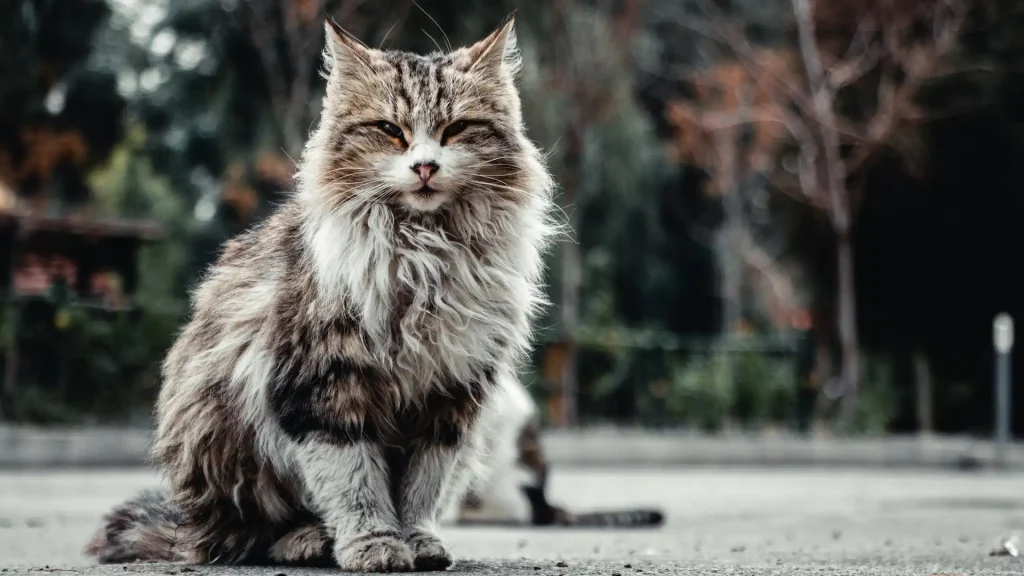 Maine Coon Cat photo