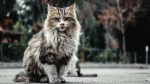 Maine Coon Cat photo