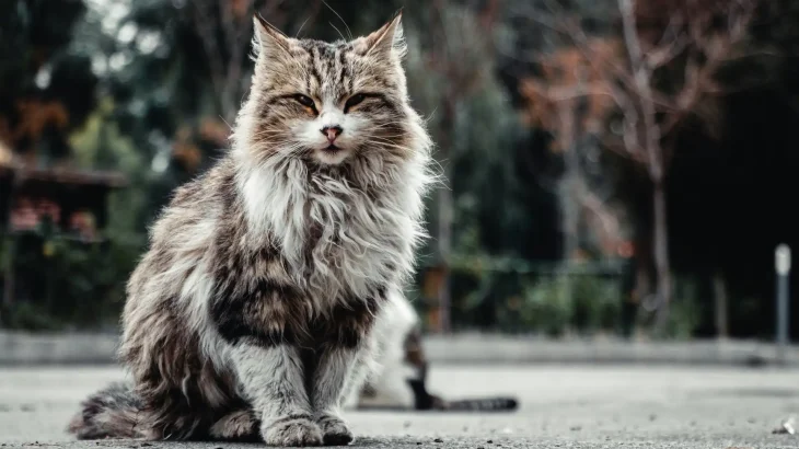 Maine Coon Cat photo