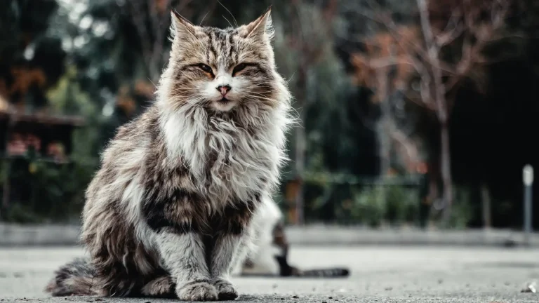 Maine Coon Cat photo
