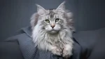 Maine Coon Cat photo
