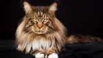 Maine Coon Cat photo