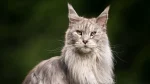 Maine Coon Cat photo