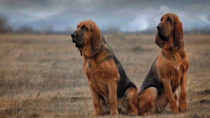 Majestic Tree Hound Dog photo