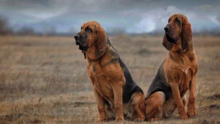 Majestic Tree Hound Dog photo