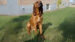 Majestic Tree Hound Dog photo