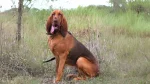 Majestic Tree Hound Dog photo