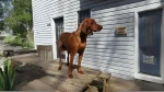Majestic Tree Hound Dog photo