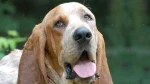 Majestic Tree Hound Dog photo