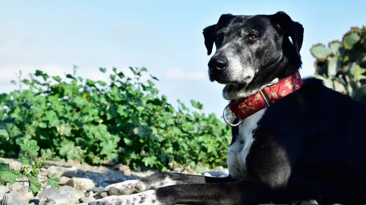 Majorca Shepherd Dog Dog photo