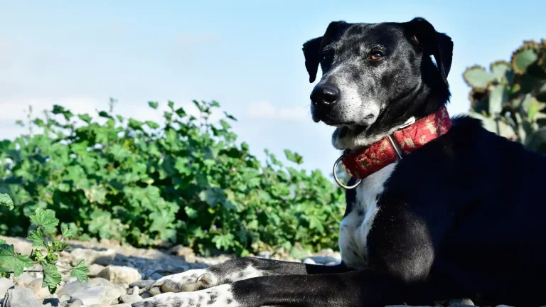 Majorca Shepherd Dog Dog photo