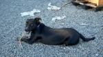 Majorca Shepherd Dog Dog photo