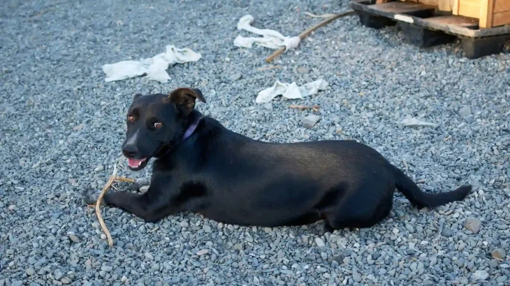 Majorca Shepherd Dog Dog photo