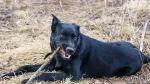 Majorca Shepherd Dog Dog photo