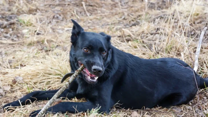 Majorca Shepherd Dog Dog photo