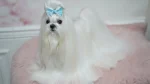 Maltese Dog photo