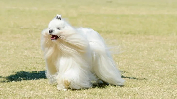 Maltese Dog photo